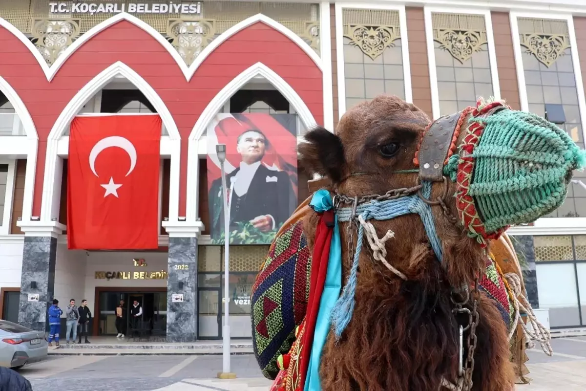 Koçarlı’da 10. Geleneksel Deve Güreşi Festivali İçin Hazırlıklar Tamamlandı