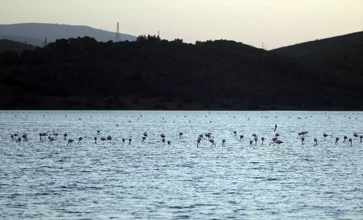 Tuzla Sulak Alanı’ndaki Göçmen Kuş Yoğunluğu